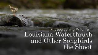 Photographing Wildlife -  Louisiana Waterthrush and Songbirds - the Shoot