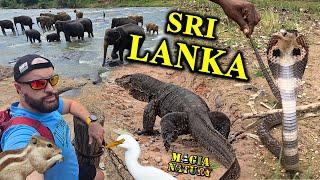 Ścigam Warany, Kobry, Jeżdżę na Słoniu - SRI LANKA - Raj Przyrodnika