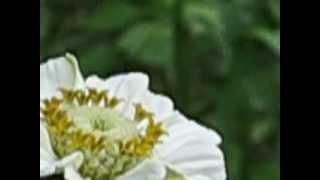 White Zinnia, #5