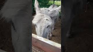 Angela and Alan Visit Spitalfields City Farm near Brick Lane in London