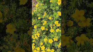 Little bumblebee pollinating small yellow flowers