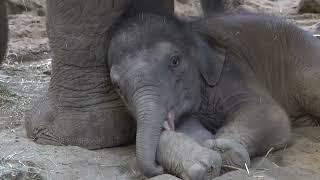 Five-Day Old Baby Elephant Meets Auntie