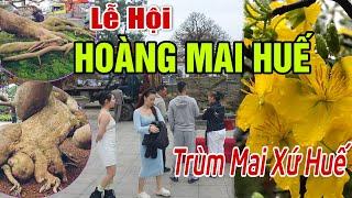 Mai Vàng Huế - SIÊU PHẨM MAI VÀNG "LỄ HỘI HOÀNG MAI HUẾ" Lần Thứ I, 2023. Trần Bình #502