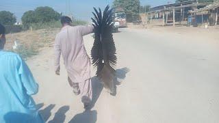 Eagle Captured | Pakistani Man eagle Captured during the Fire #eagle #capture #captured