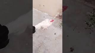 https://youtube.com/shorts/dnEW9_O8Low?si=UTHdoB_sizH03_YO #aseelmurga #shortvideo #aseellover