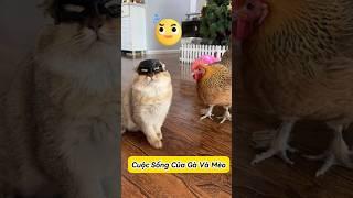  Gà Và Mèo – Cặp Đôi “Nhây” Nhất Nhà #thúcưng #vậtnuôi #chómèohàihước #funny #pets #cat #cute
