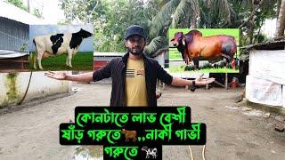 কোনটা তে লাভ বেশী,,,ষাঁড় গরু নাকী গাভী গরুতে 