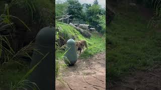 Lion walks🩵#youtubeshorts #perthzoo #shortsvideo #lion