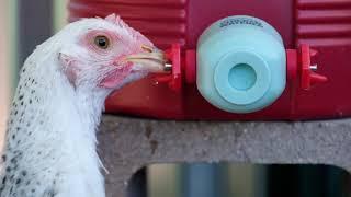 BriteTap Model 2 Chicken Waterer