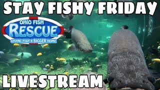 Stay Fishy Friday livestream  112/06/24