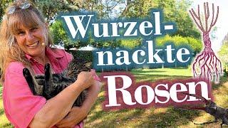 Wurzelnackte ROSEN - dieses 3er Paket JETZT in Deinem Garten + SEPPL-Rose FINALE +++ 