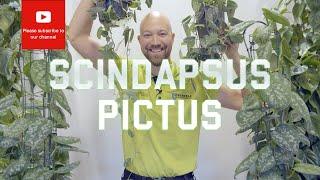 All you need to know about Scindapsus Pictus