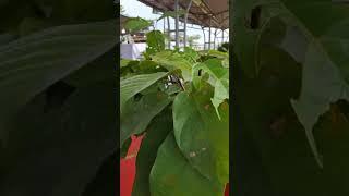 cho em xin tên cây này ạ