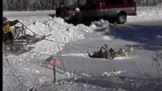 "Sled Dog Crash"