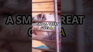 Hamster's Favorite Treats Revealed! #animaldocumentary #facts #animalinsights #animalhistory  #pet