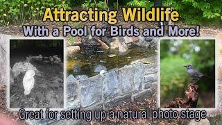 Wildlife Pool for Birds, Photography and More