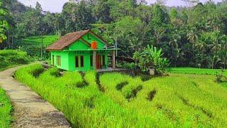 Bikin Iri Orang Kota, Kampung Campernik Dikelilingi Sawah, Adem,Udaranya Seger | Pedesaan Jawa Barat