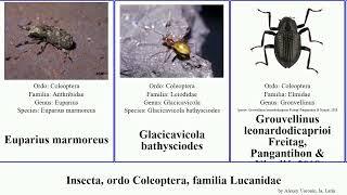 Insecta, ordo Coleoptera, familia Lucanidae americana argus elegans destructor quercus quadriceps