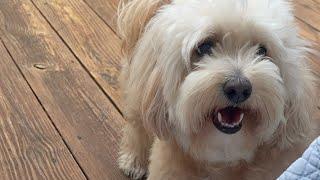 Breaking New: Tedi Declares Couch Fort Emergency! Tedi The Dog With Passport to Travel is live!