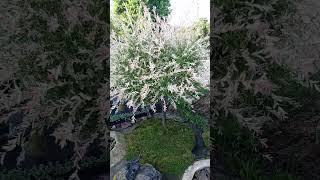 ива хакура нишики. из куста в деревце #цветы #сад #природа