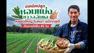 สูตรเด็ดเกร็ดเกษตร เทคนิคปลูกหอมแบ่ง ปลูกหอมเงินแสน 45วันขาย มีคนรับซื้อถึงแปลงจากเกษตรกรปลูกหอมแบ่ง