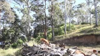 Goats Arrival - Farm Animal Rescue Australia