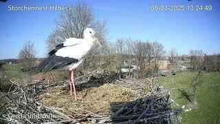 Zwei unberingte Störche am Horst