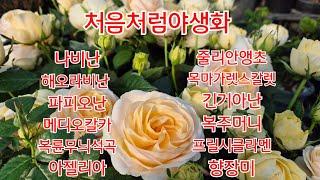 연말감사선물증정#나비난#석곡#목마가렛#긴기아난#파피오난#반려식물#처음처럼야생화