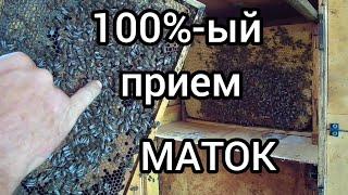 100%-йы приём маток пчелами, или как можно сменить маток у пчел без перерыва червление пчеломаток.