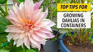 Top Tips For Growing Dahlias In Containers