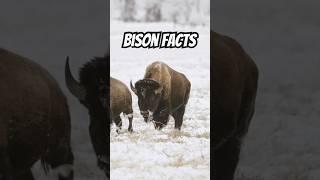 Bison | Animal Facts #animals #wildlife #bull #shortsfeed #fyp #didyouknow #ytshorts #exotic