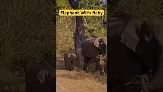 Elephant With Baby Elephant - Jim Corbett National Park #shorts #jimcorbett #elephant #tiger