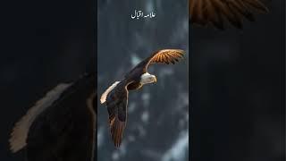 Allama Iqbal Shaheen Poetry | Best Poetry In Urdu | Motivational poetry | Attitude Poetry |