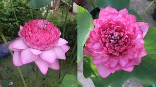 How to grow thousand petal lotus from tubers in pots at home