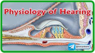 Physiology Of Hearing AnimationUnderstanding the Sound Journey 