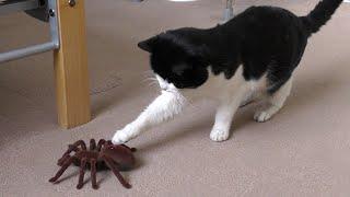 Cat Vs Giant Spider (Tarantula) RC