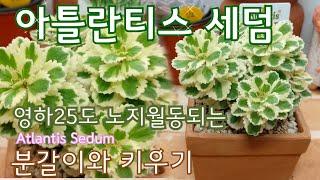 세덤 아틀란티스 분갈이와 키우기 정보 Atlantis Sedum *영하25도 노지월동이 되는  첼시플라워쇼 대상의 아름다운 숙근초*  多肉植物, Korean succulents