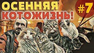 ОСЕННЯЯ КОТОЖИЗНЬ!  7 СЕРИЯ - 1-10 ноября 2018