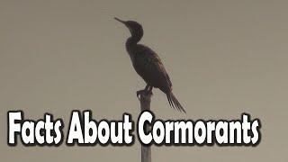 Facts About The Great Cormorant Birds