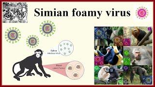 simian foamy virus