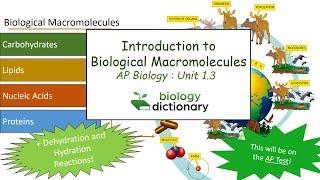 Introduction to Biological Macromolecules | AP Biology 1.3