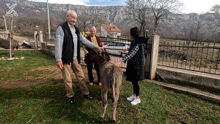 Mojom Hercegovinom: Mlijeko koje liječi, svaka kapljica je izvor zdravlja