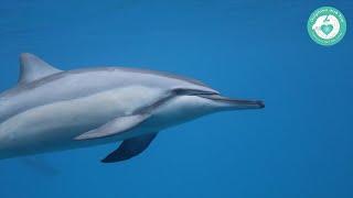 Dolphin Names | Dolphins and You