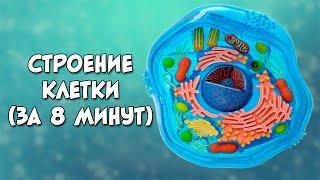 Строение клетки за 8 минут (даже меньше)