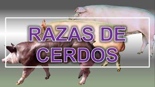 RAZAS DE CERDOS