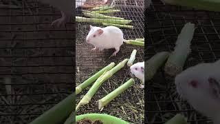 #rat #viralvideo #viralshorts #reels #trending #youtubeshorts #reaction #suggestion #animals #shorts