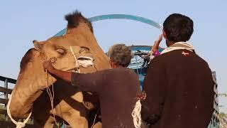 Dangerous Camel Fight Old man during the loading of Camels.