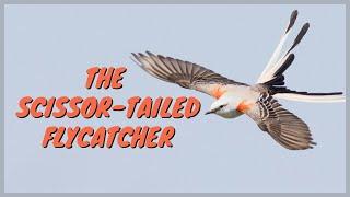 Scissor-tailed Flycatcher: Everything you need to know | ID, Call/Song, Flying, Eating, Mating, Nest