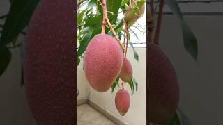 Yuwen Mango , Colourfull variety available in GreenLand Nursery India, ️8918494093 #mango #yuwenwen