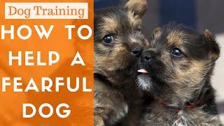 How To Train A Fearful Dog And Help Dogs Over Come Their Fear